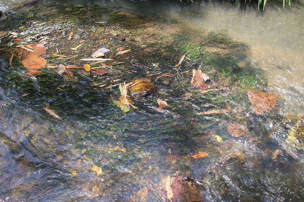 Зеленые нити под водой – это листья новой криптокорины с полуострова Замбоанга – криптокорины замбоангской (Cryptocoryne zamboangaensis). Photo by M. A. K. Naive.
