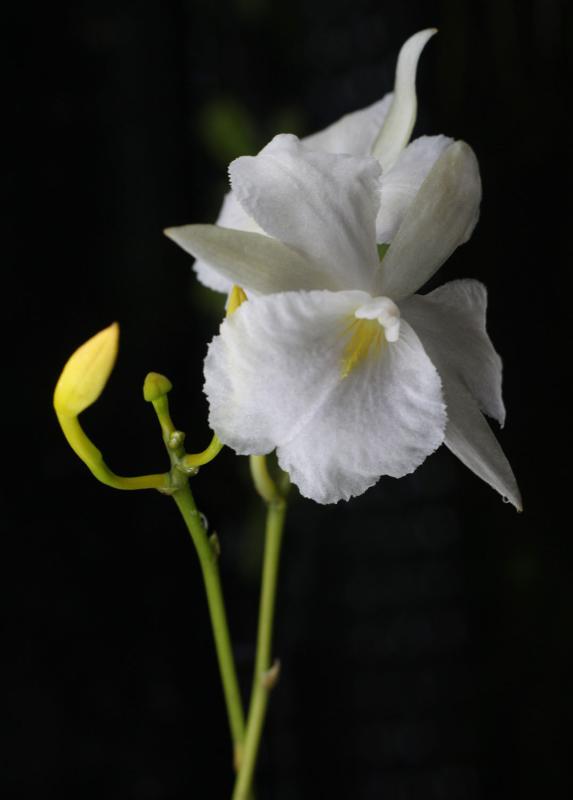 Broughtonia sanguinea alba