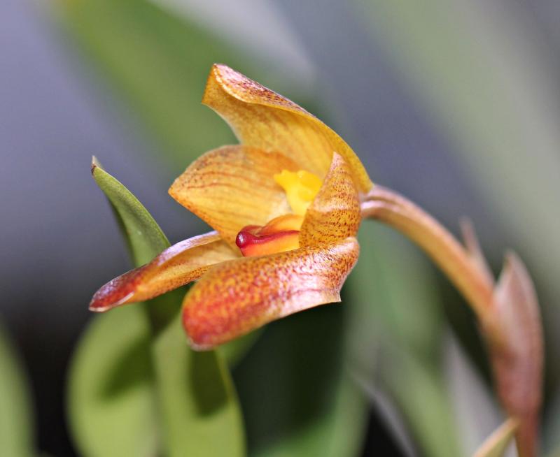 Bulbophyllum cootesii