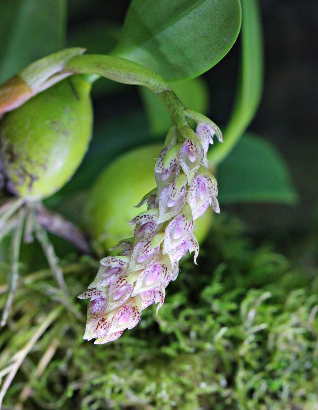 Bulbophyllum lilacinum