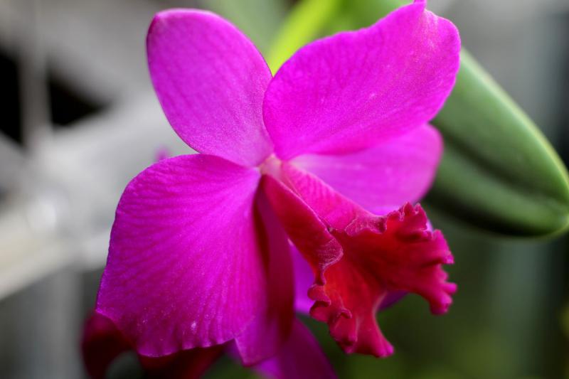 Cattleya Love Castle