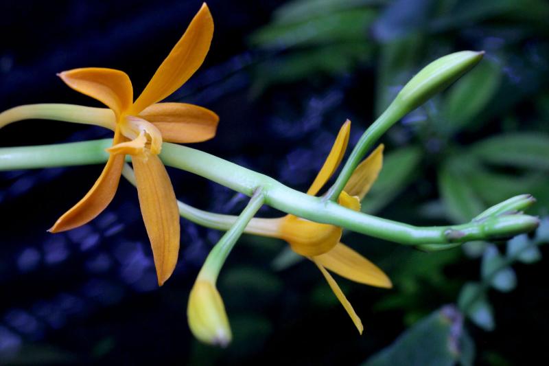 Cattleya mirandae