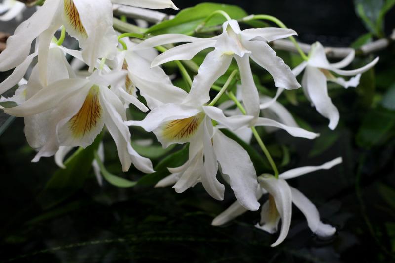 Dendrobium Jairak Chaste