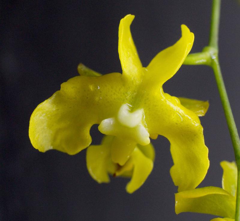 Oncidium cheirophorum