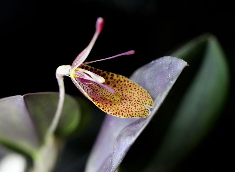 Restrepia sanguinea