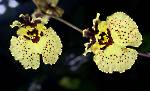Tolumnia Big Bang