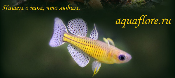 Псевдомугил гертруды (Pseudomugil gertrudae) - эффектная аквариумная рыбка для небольших аквариумов.