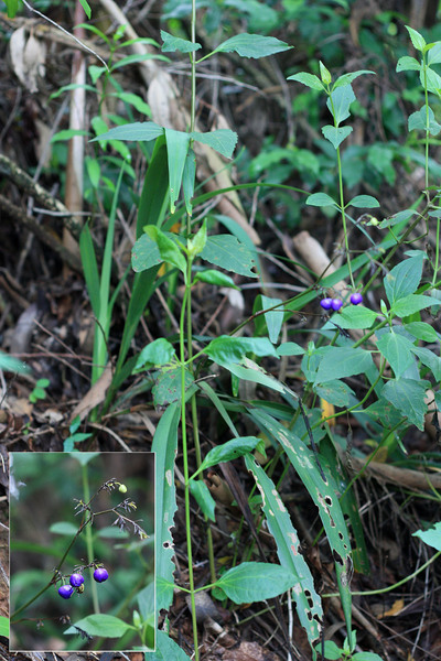 Интересный представитель семейства Спаржевые (Asparagaceae) с ярко синими ягодами. Возможно, растение относится к роду Офиопогон (Ophiopogon) или Аспидистра (Aspidistra).