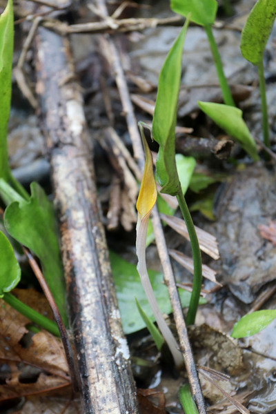 Соцветие криптокорины Вонгсо (Cryptocoryne wongsoi). Calang, Sumatra.