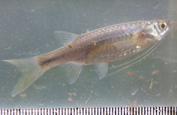 Эзомус малайский (Esomus malayensis) - небольшая прозрачная рыбка с длинными усами. Вообще, стоит отметить, что остров Суматра - оказался чрезвычайно богат на различную бесцветную ихтиофауну. В аглоязычной литературе эзомуса также еще называют как "Малайский летающий барбус".