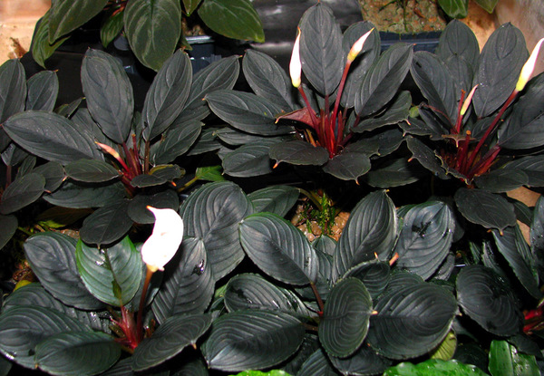 Буцефаландра Киши (Bucephalandra kishii) – несомненно самый яркий и декоративный представитель своего рода. Автор фото: Сергей Бодягин.