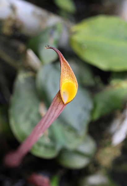 Цветение обитателя острова Калимантан, криптокорины Грабовски (Cryptocoryne grabowskii). Автор фото: Александр Григоров.