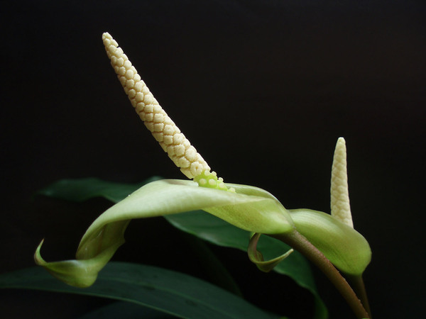 The cultivated specimen of Anubias barteri var. glabra (commercial name is Anubias 'minima') in a greenhouse environment. Photo: D. Loginov.