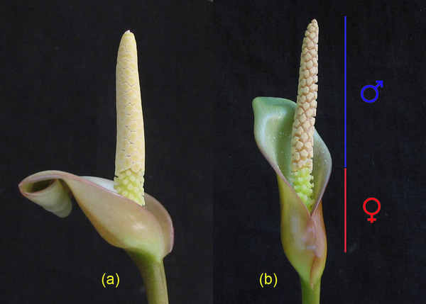 Inflorescence of Anubias sp. Gabon (synonym of Anubias barteri): (a) first day of flowering, (b) third day (the spathe does not completely cover the female part of the spadix). Photo: S. Bodyagin.