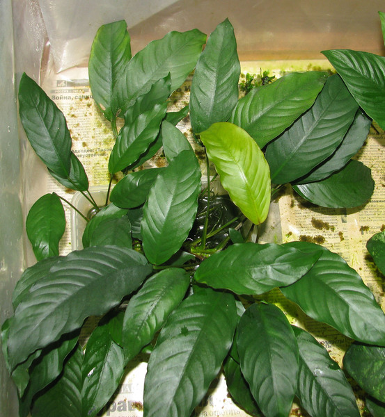 Гибрид A. barteri var. nana x A. heterophylla (A. undulatus). У растения нет таких выделяющихся жилок как у гетероклиты, но определенные общие черты присутствуют – в форме листовой пластины и манере располагать листья горизонтально субстрату. Автор фото: Сергей Бодягин.