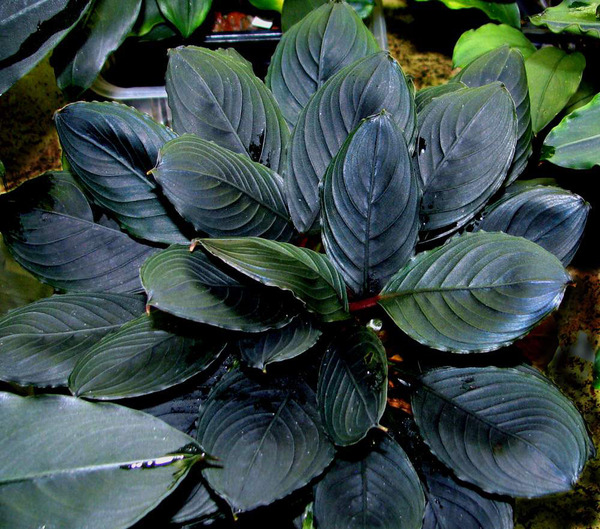 Figure 1. The cultivated specimen of Bucephalandra kishii. Photo: S. Bodyagin.