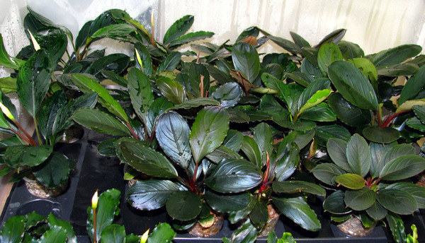 Figure 10. Seedlings of various hybrids of B. kishii. Photo: S. Bodyagin.