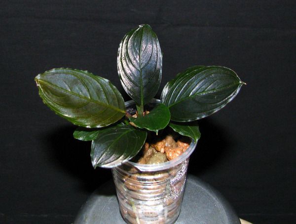 Figure 3. A seedling (1.5 years old) of a hybrid B. sp. “Dark Achilles” x B. kishii. Photo: S. Bodyagin.