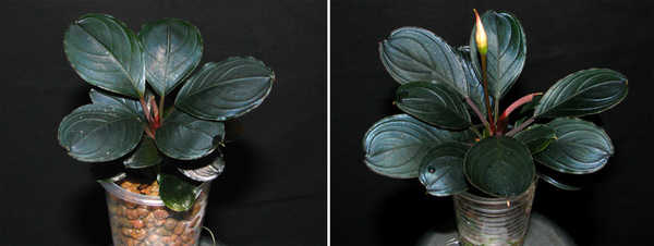 Figure 5. Hybrids obtained by backcrossing of hybrids B. sp. “Theia 9” x B. kishii with B. kishii (on the left) or B. sp. “Dark Achilles” (on the right).