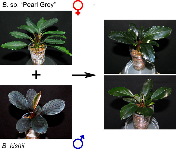 Figure 8. Interspecies crossing between B. sp. “Pearl Grey” (B. akantha) and B. kishii.