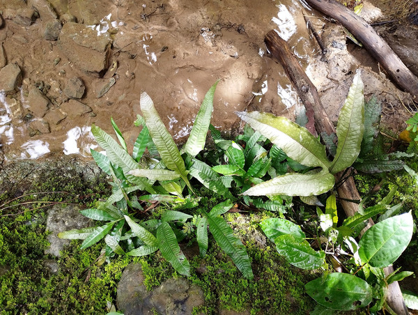 Таиландский папоротник (Leptochilus pteropus) обычно в природе не образует густых зарослей, но нет-нет да мелькнет вдоль береговой линии. Автор фото - Михаил Конев.