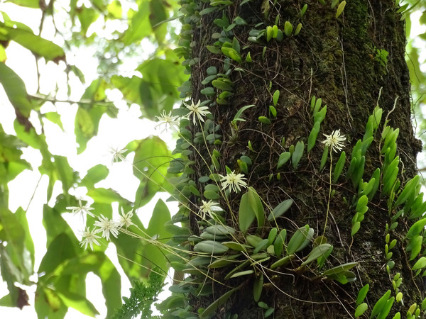 Бульбофиллум краснеющий (Bulbophyllum purpurascens) на дереве. Не совсем понятно, с чем связано видовое наименование, соцветия растения имеют белоснежную окраску, словно снежинки раскиданные по стволу дерева. Автор фото: Михаил Конев.
