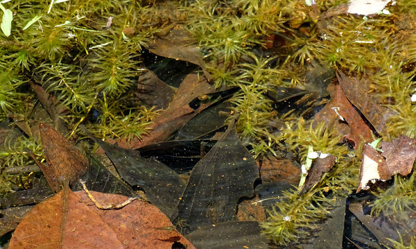 Гидрилла мутовчатая (Hydrilla verticillata) в Юго-Восточной Азии охотно осваивает все ярко-освещенные водоемы. Автор фото: Михаил Конев.