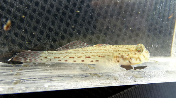 Обитатель эстуариев, похож на морских бычков Istigobius ornatus. Автор фото: Михаил Конев.