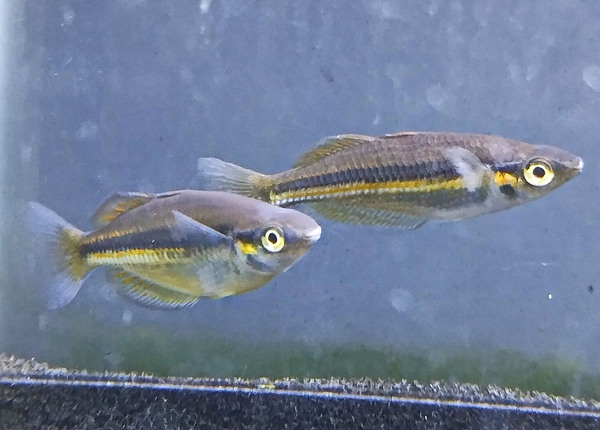 Симпатичные радужницы (Melanotaenia sp.) указывают на близость Австралийского континента. Автор фото: Михаил Конев.