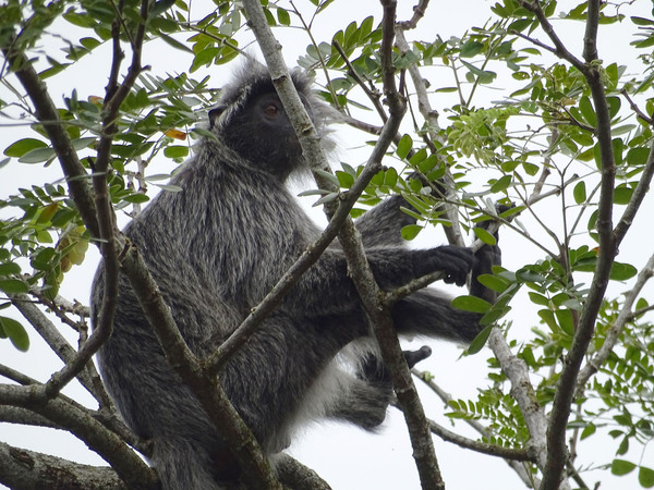 Серебристый лангур (Trachypithecus cristatus)